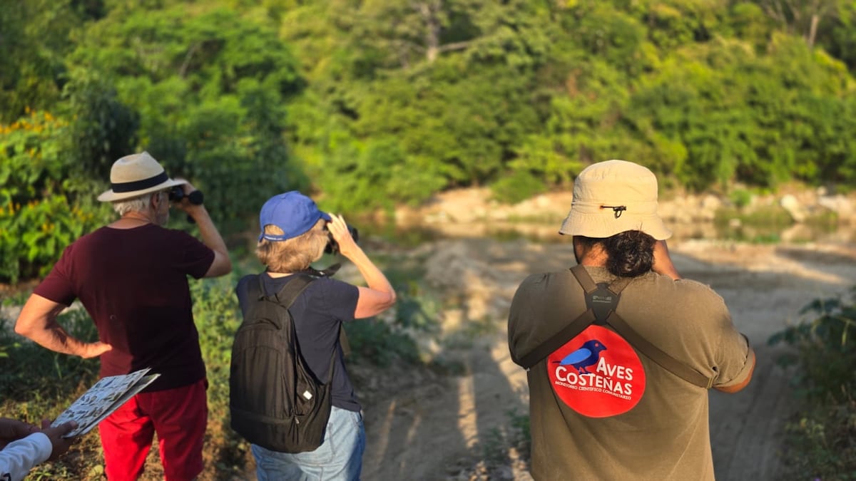 Birdwatching San Jose Manialtepec