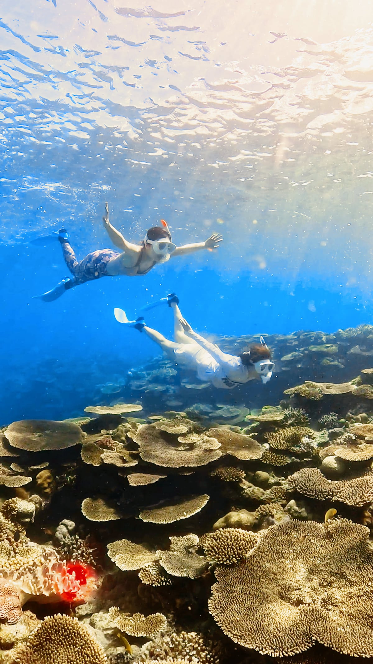 Limited to one group: skin diving tour with a local guide from Sesoko Island / includes free video and photos