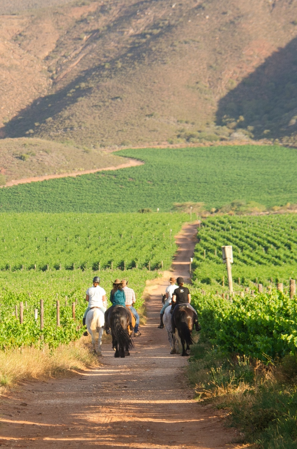 Discover the Real Cape Winelands with a Local Host