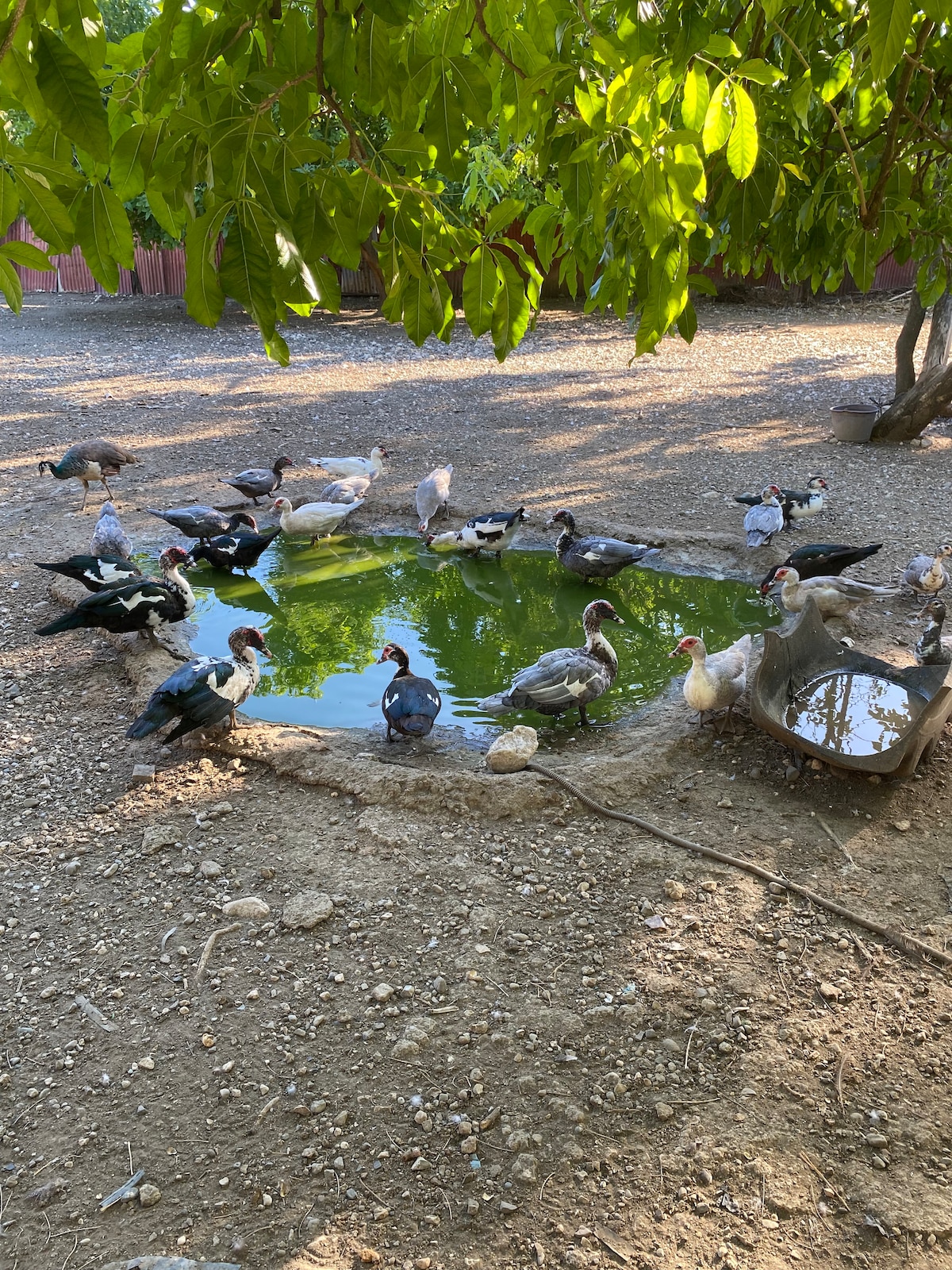 Maximum experience with cute animals