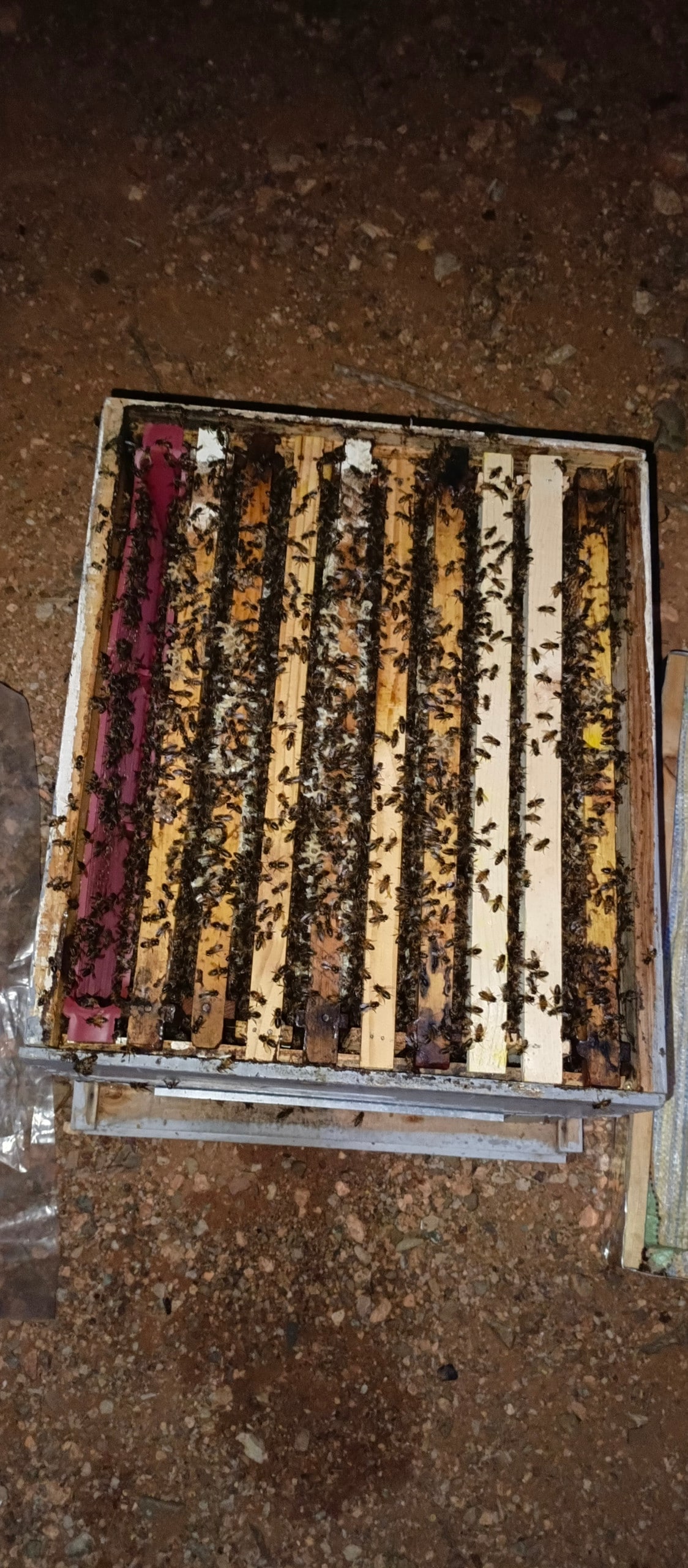 Learn and Practice beekeeping easily