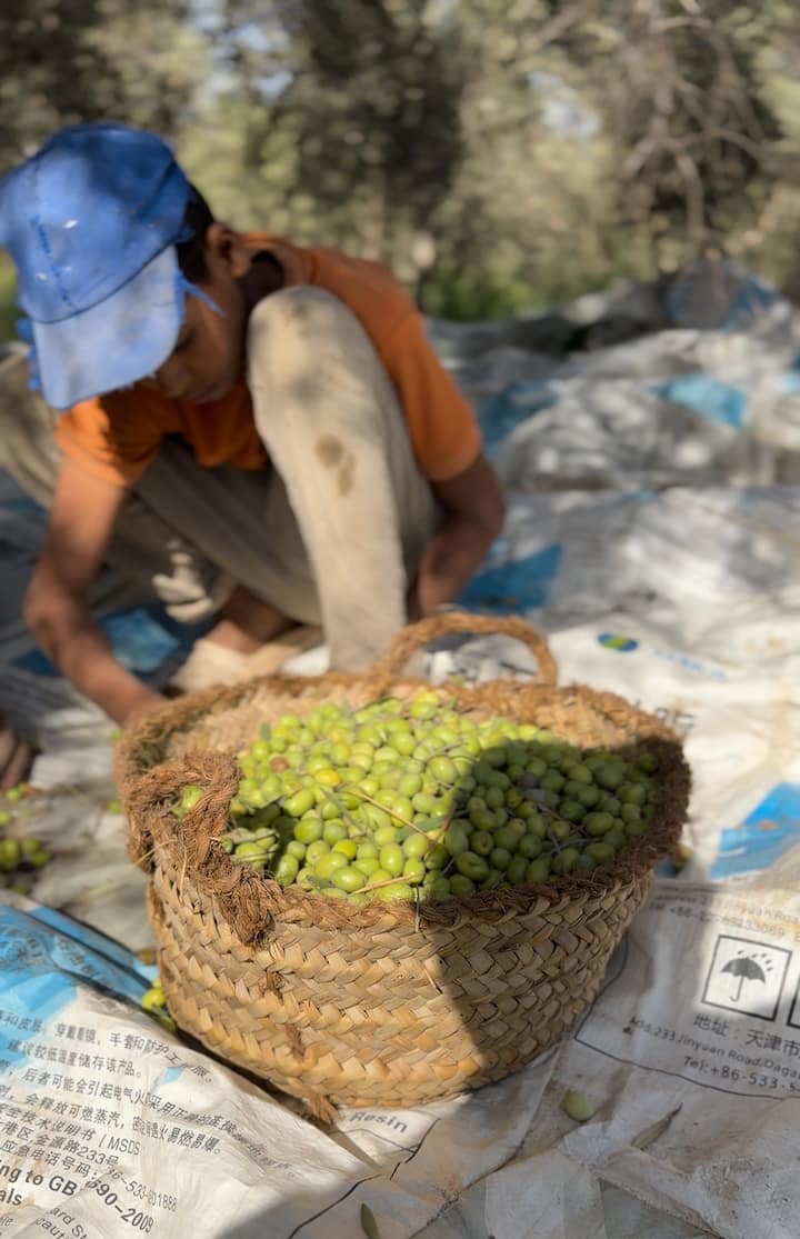 Camina por el bosque: del olivo a la botella