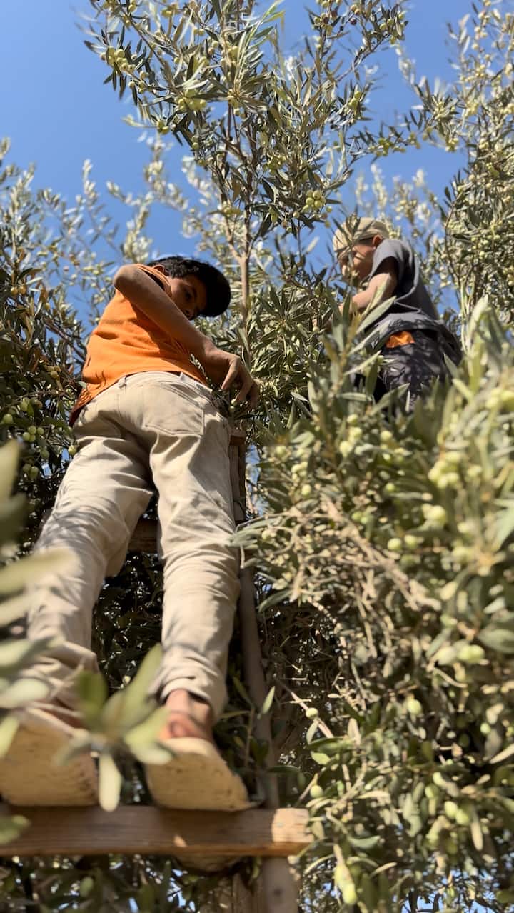 Camina por el bosque: del olivo a la botella