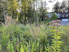 Explore a masterfully designed garden