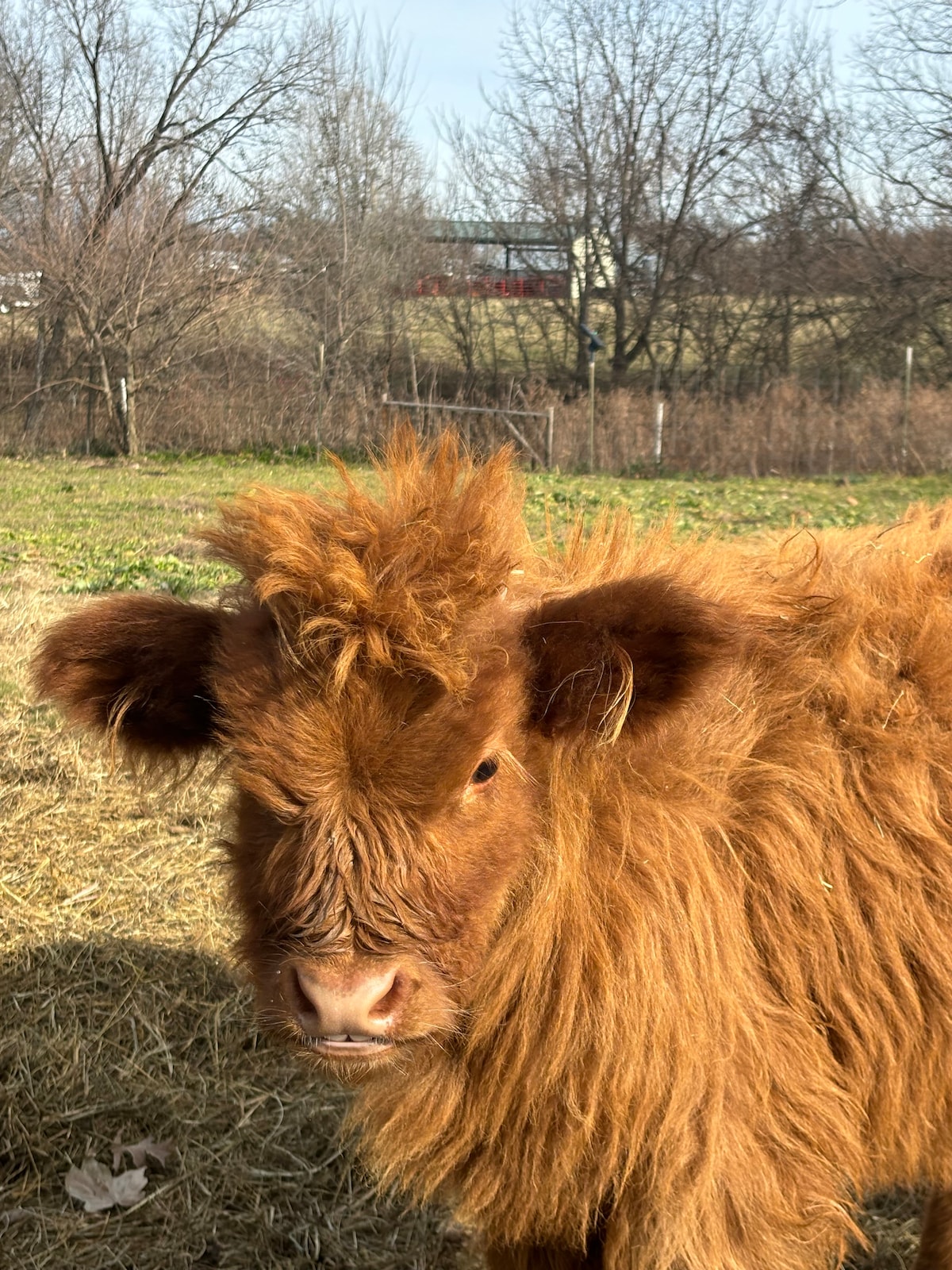 Brush and Feed Highland Cattle at Sunset