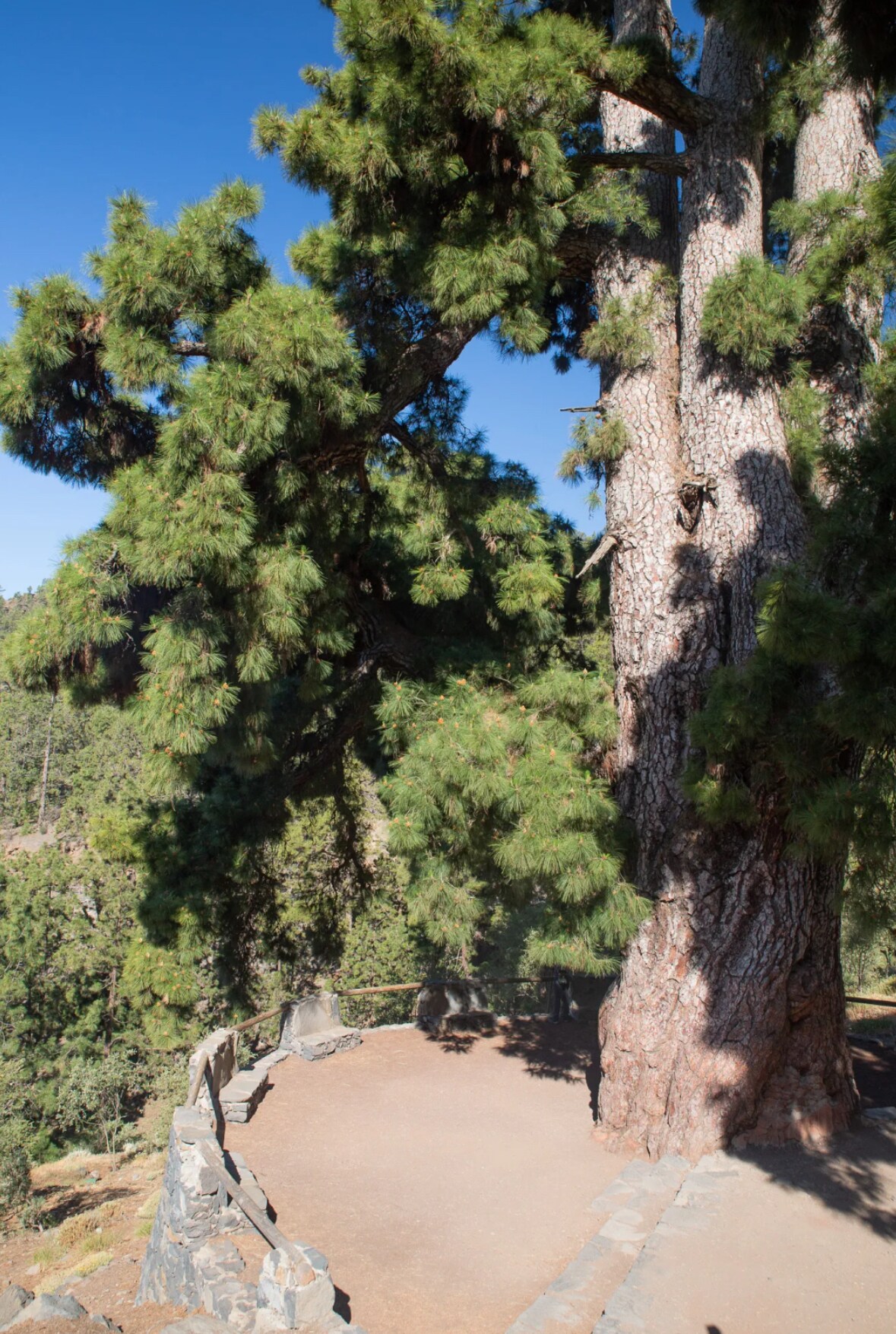 Teide Tour: trip on the road towards the volcano