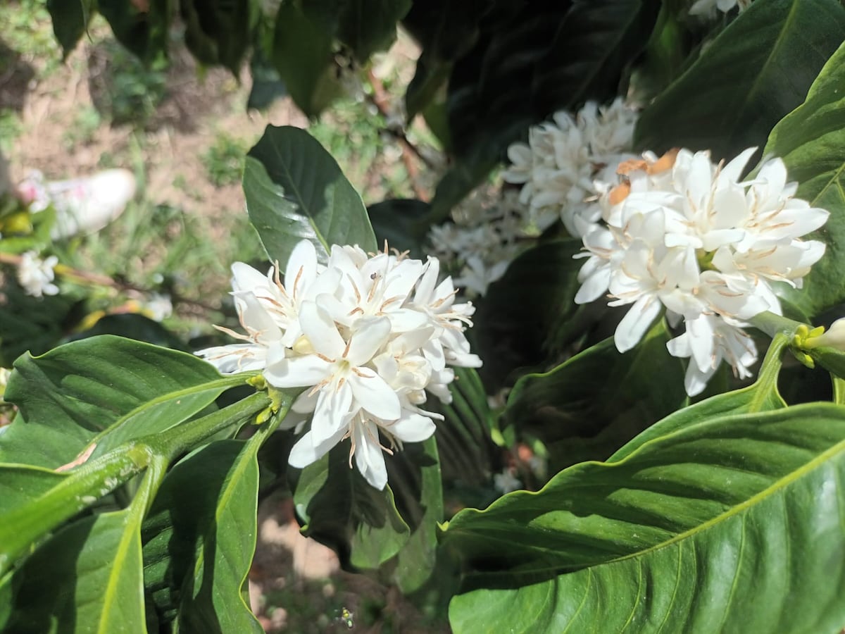 Come and make your own coffee with family and friends