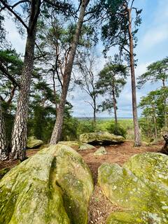 Fontainebleau Bosque Mágico