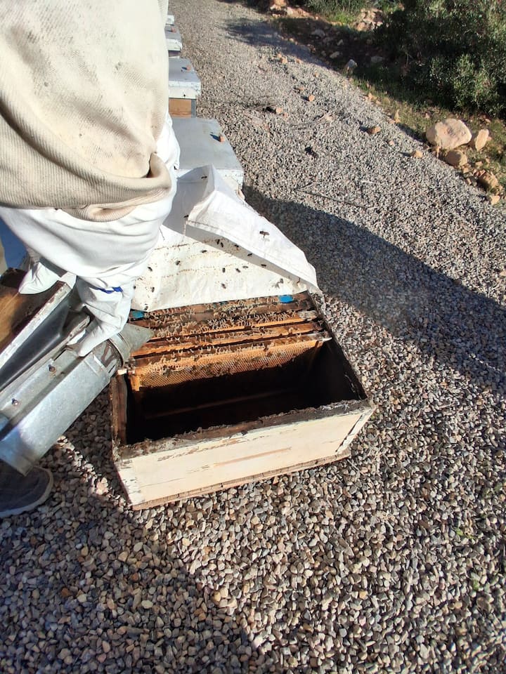 Bletët dhe mjalti një zhytje autentike në bletari