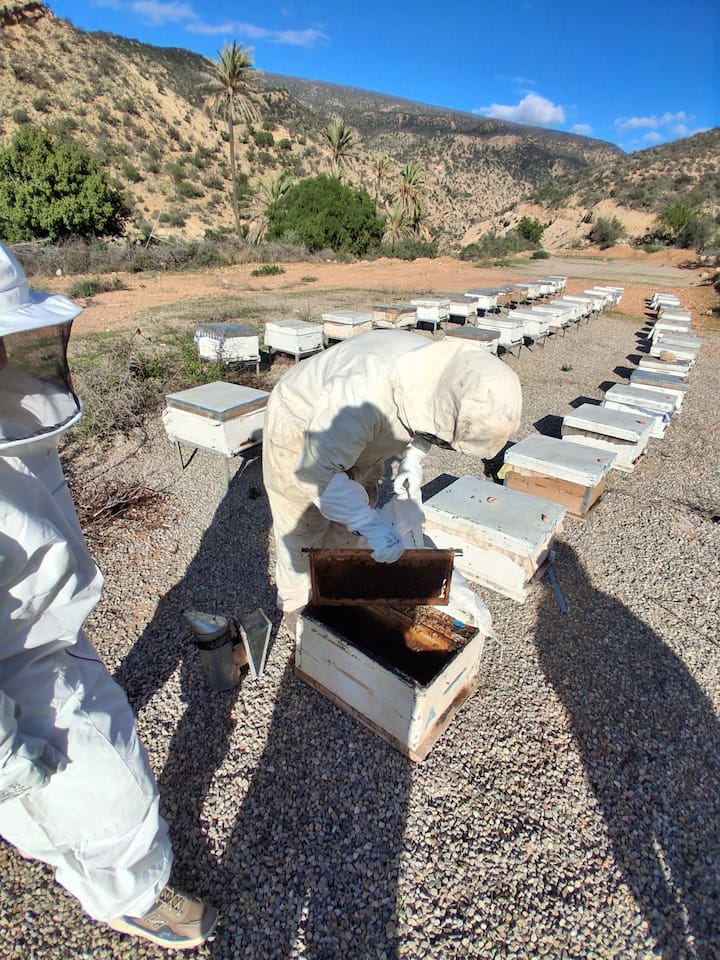 Bletët dhe mjalti një zhytje autentike në bletari