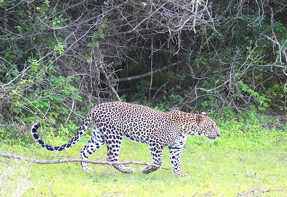 Yala National Park Private Group Safari Tours