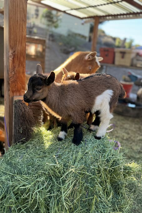 Feed farm animals and hike to waterfalls in Malibu