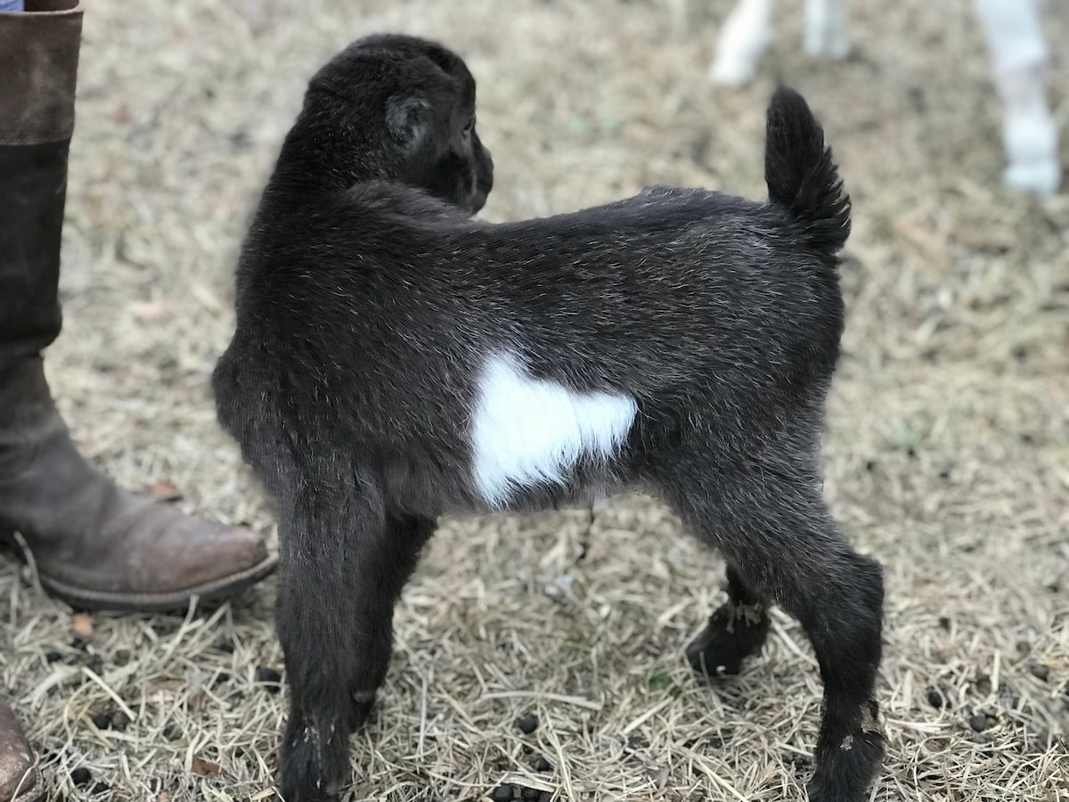 Goat feeding and herding experience