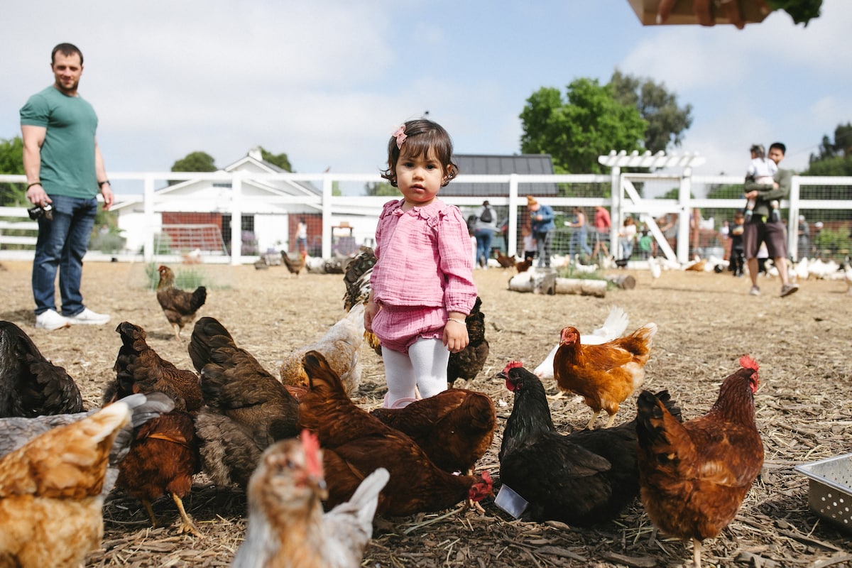 Polyculture Farm U-Pick & Animal Experience