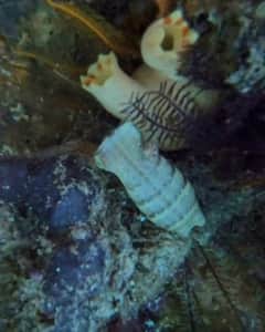 海岸浮潜体验：探索海底世界