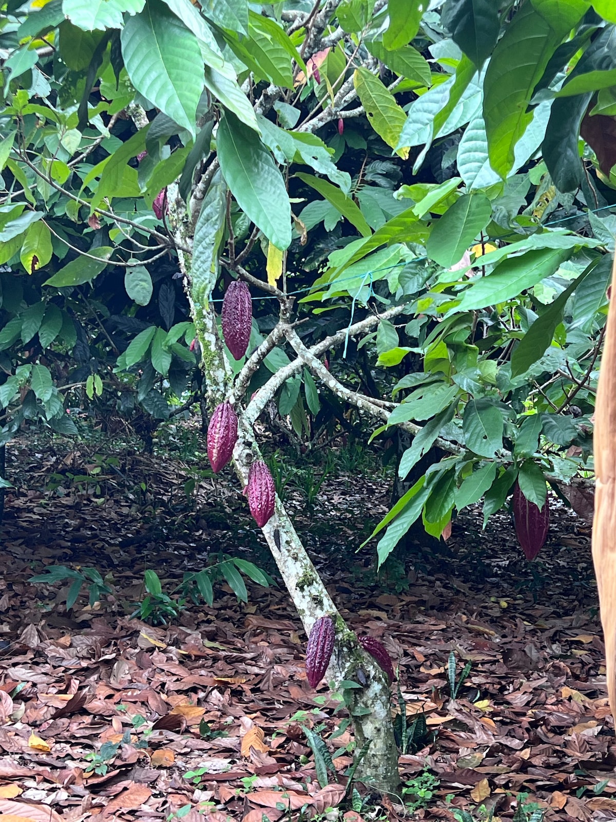 Make your own artisanal chocolate