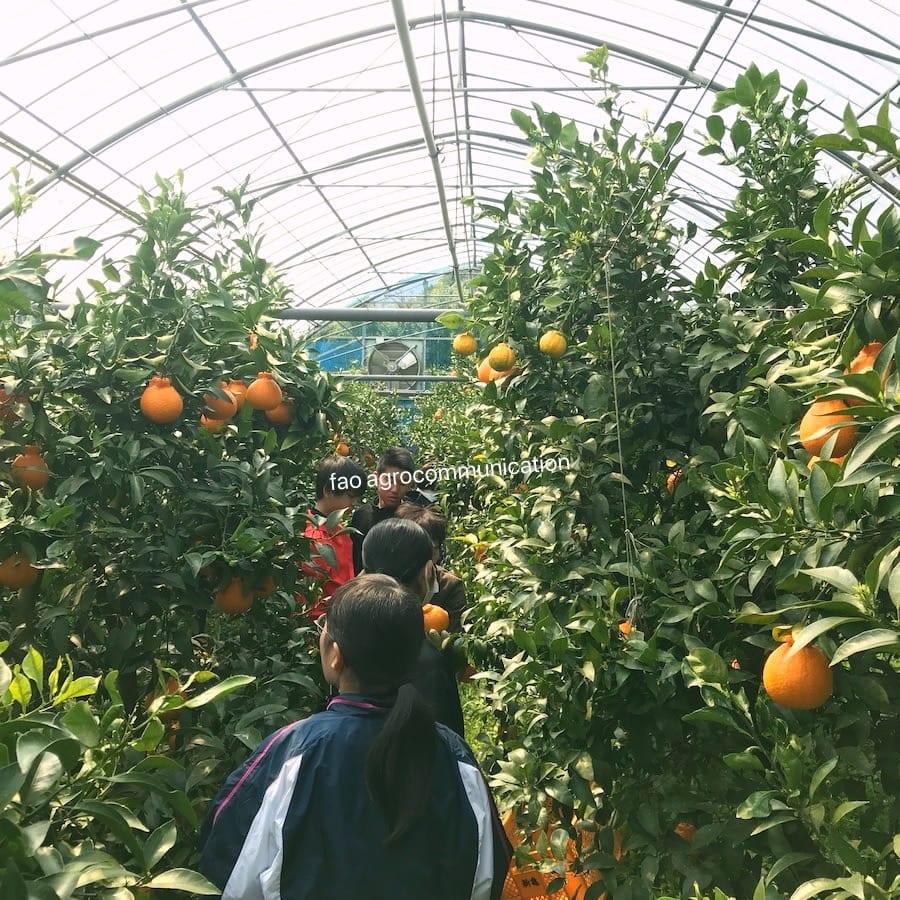 Shiranui Mikan Harvest Experience (Amakusa Farmhouse Faoh)