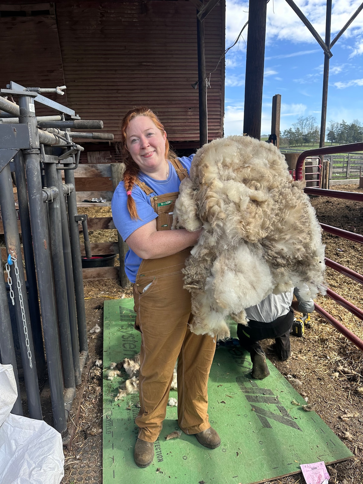 Meet the Sheep and Cows- a Tour of a Family Farm