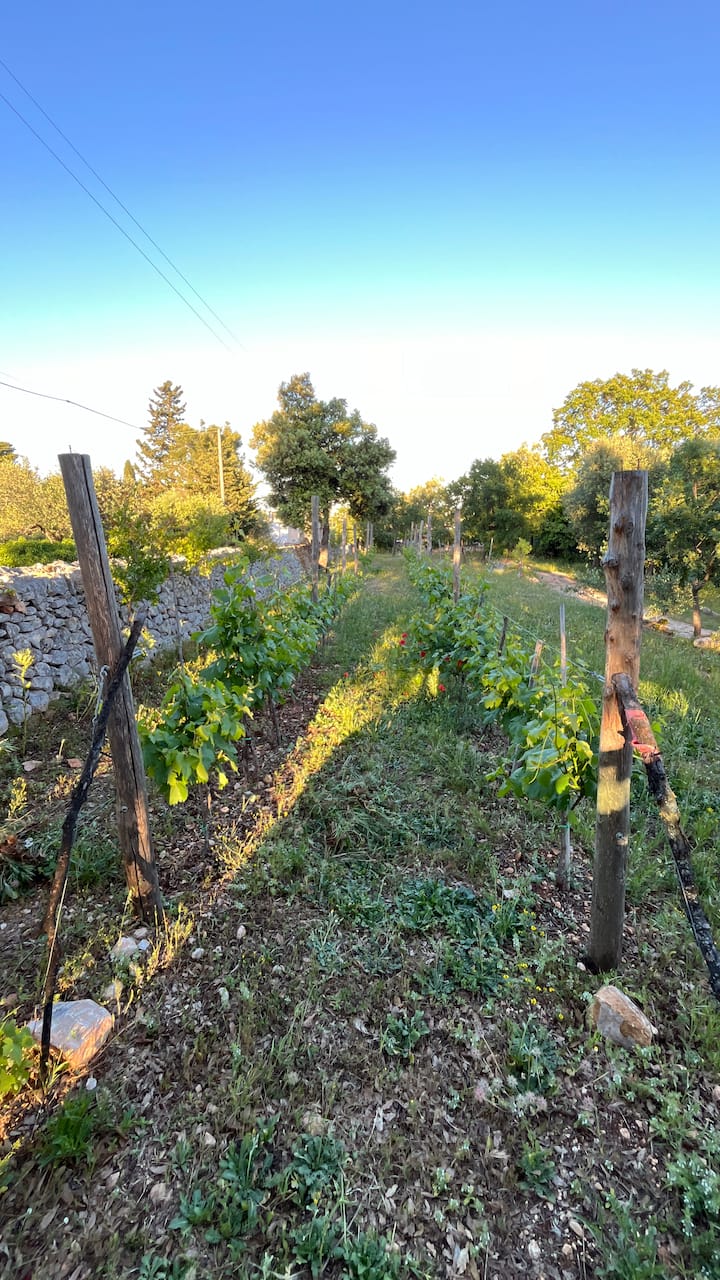 Wine Tasting among the Trulli in the Itria Valley