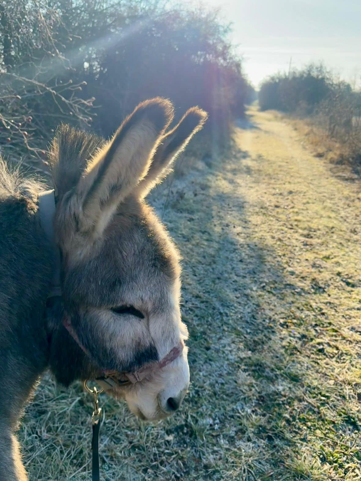 Langohrrunden in Lütnitz Donkey Hike