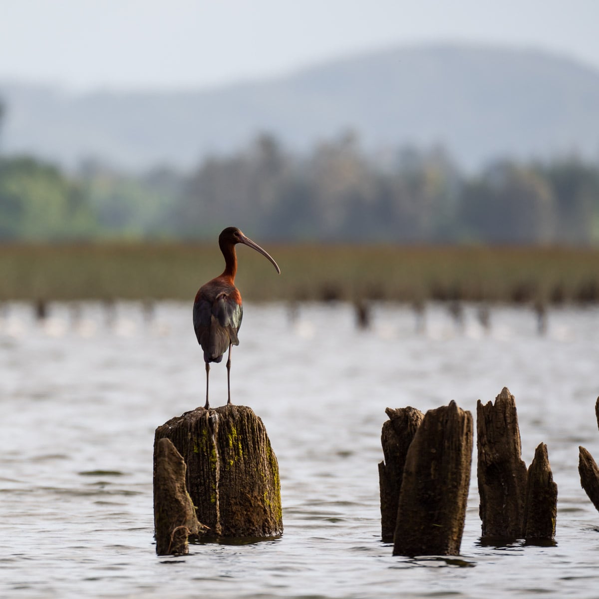 Explore an abandoned catamaran on the Valdivia River