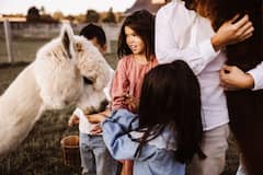 Una visita tranquila a las alpacas en el campo