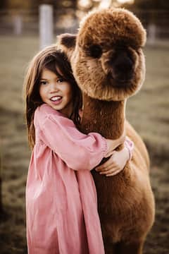 Una visita tranquila a las alpacas en el campo