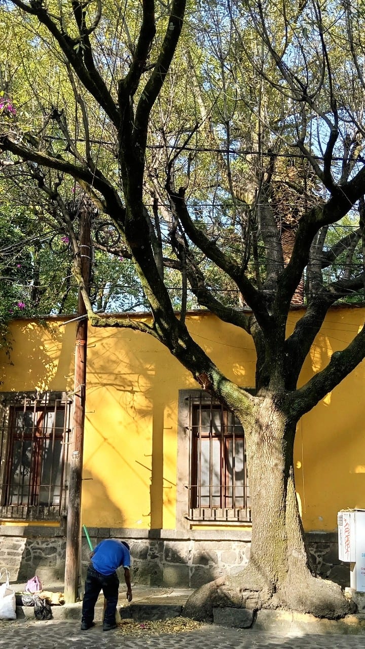 Обиколка из сърцето на Койоакан