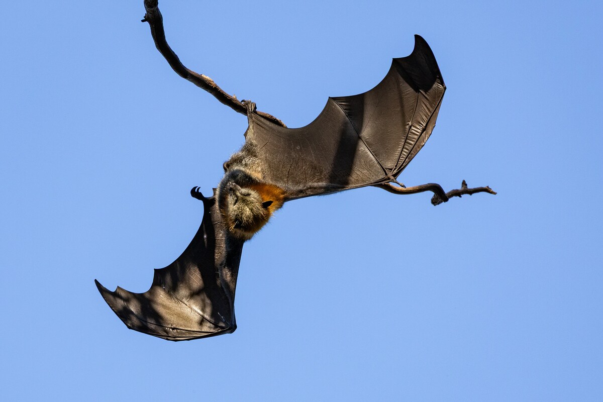 Meet Melbourne's Flying Foxes: A Wildlife Walk