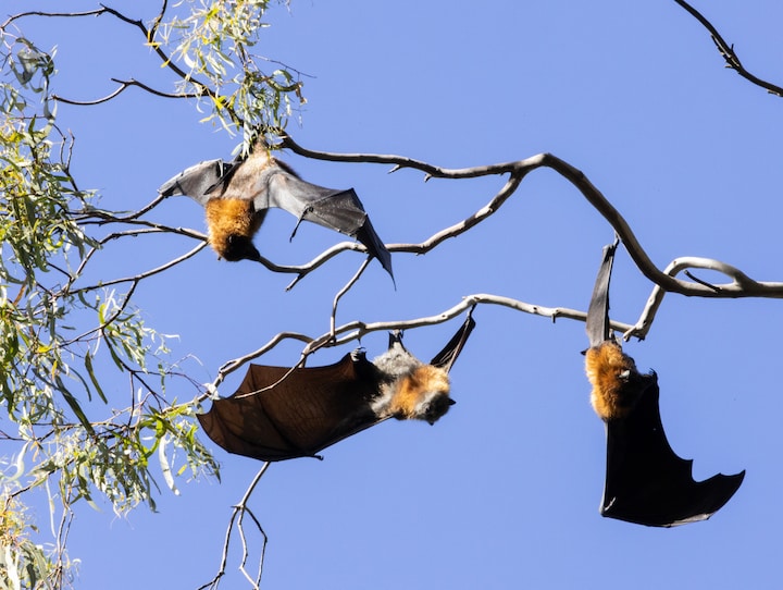 Meet Melbourne's Flying Foxes: A Wildlife Walk