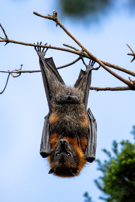 Meet Melbourne’s Flying Foxes: A Wildlife Walk