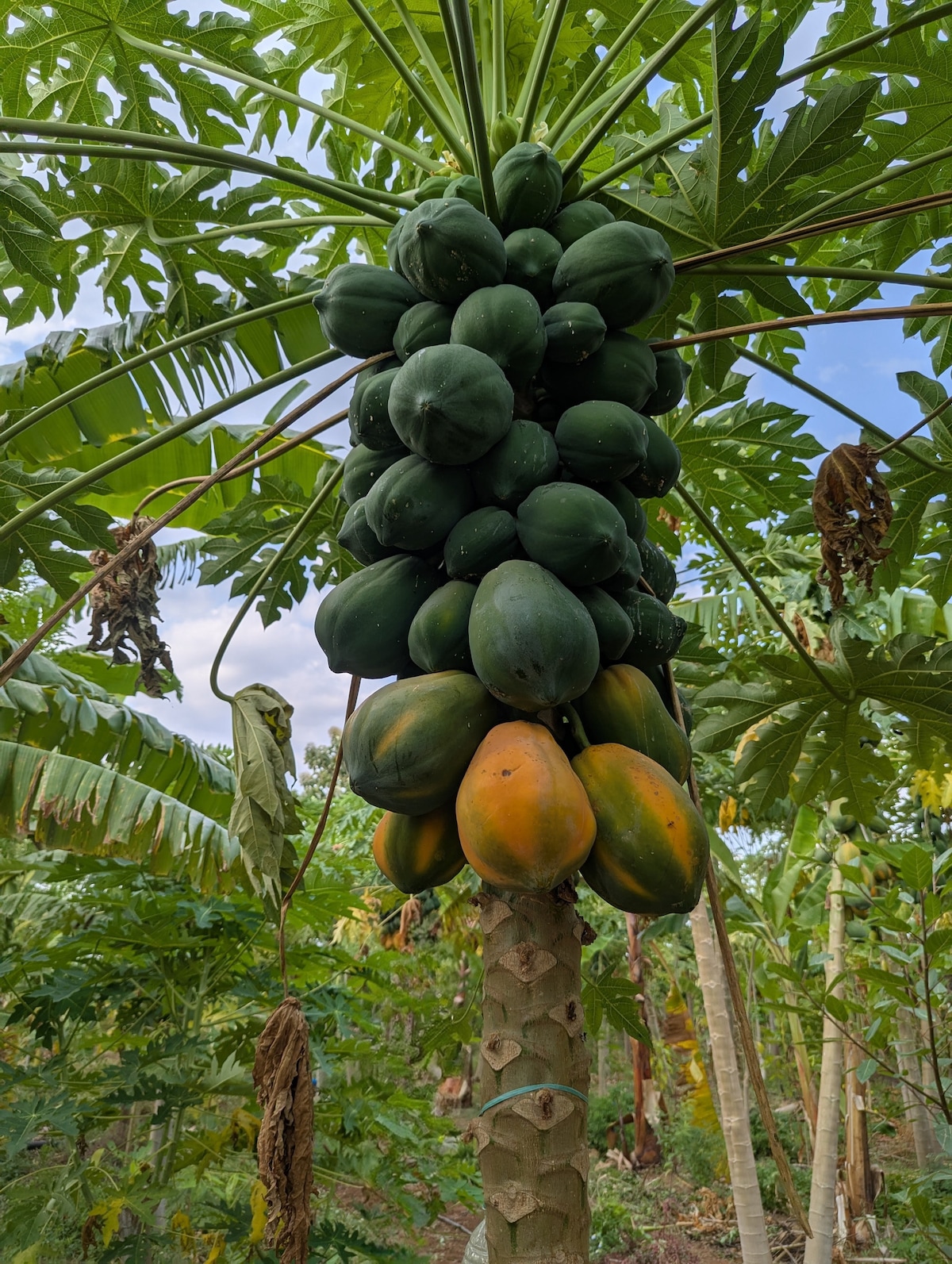Farm experience near Pondicherry