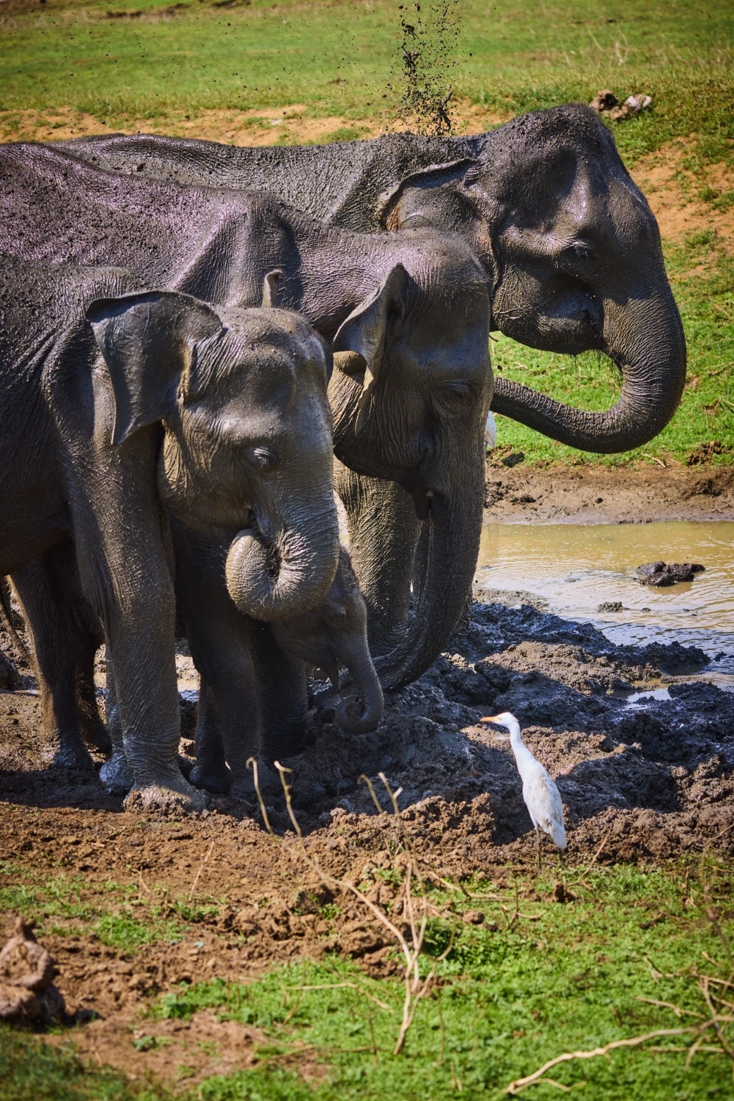 Udawalawe safari guided private tour 4 hours