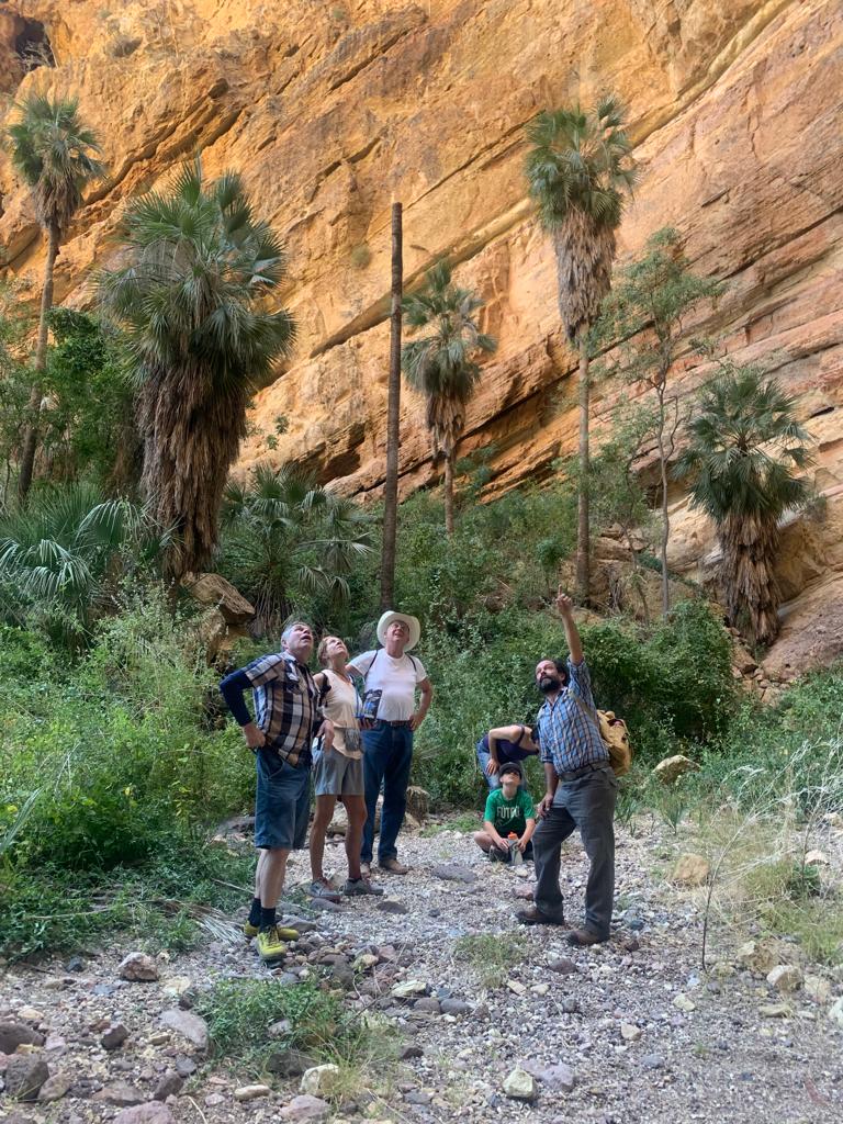 Hiking with a biologist to desert palm oases