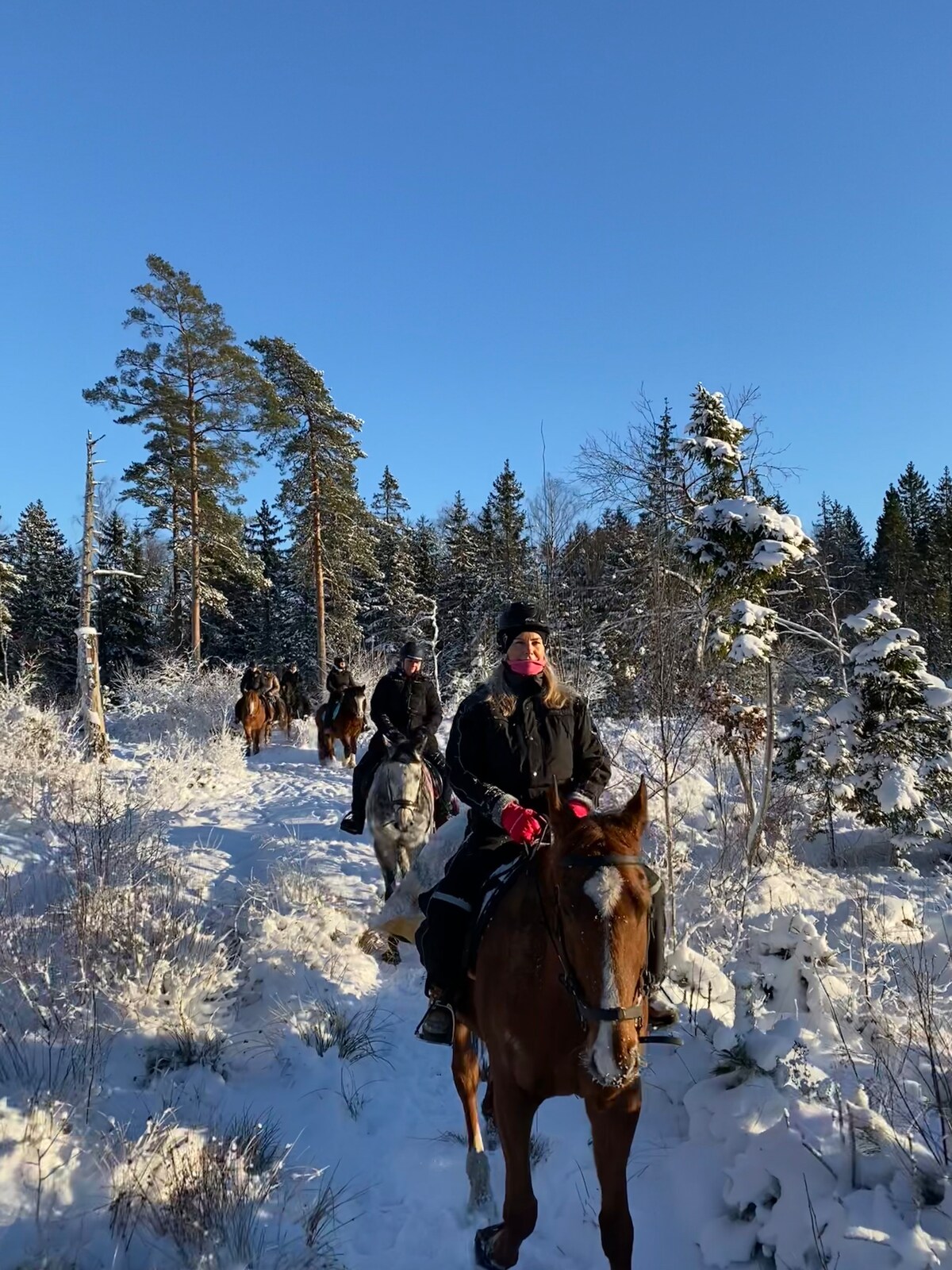 Riding lesson or horseback riding on forest trails