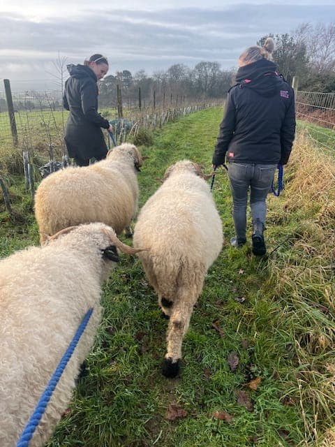 Meet valais blacknose sheep in north yorkshire