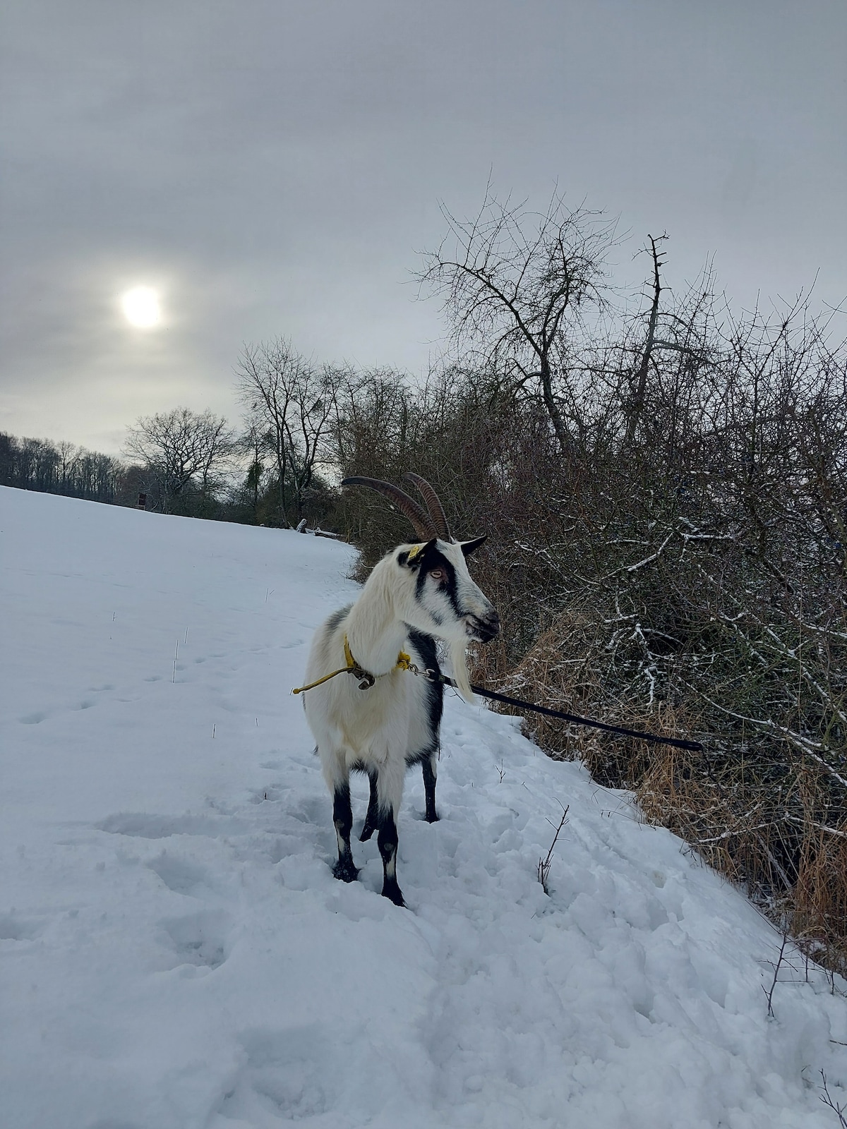 Goats Through the Countryside: Experience Diversity