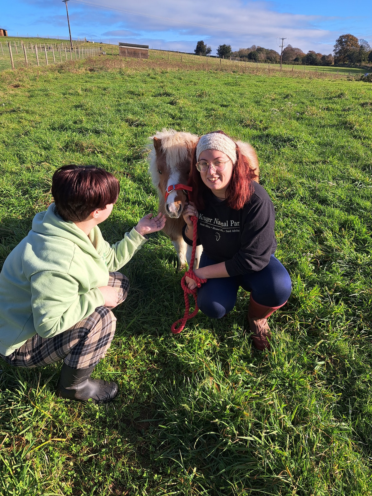 Groom miniature ponies on a farm