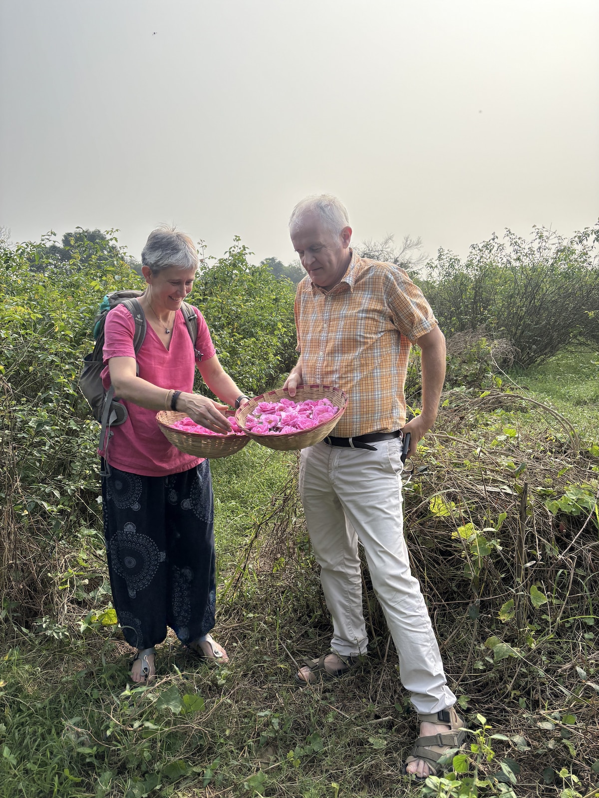 Hand-pluck roses for natural perfume