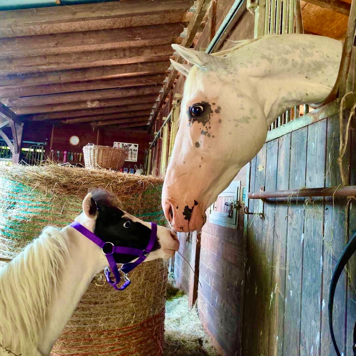 Discover American miniature horses.