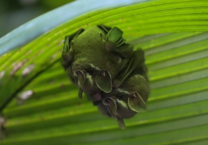 Обиколка с екскурзовод в Националния парк Мануел Антонио