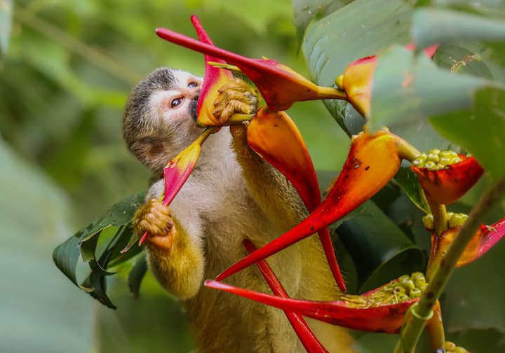 Обиколка с екскурзовод в Националния парк Мануел Антонио