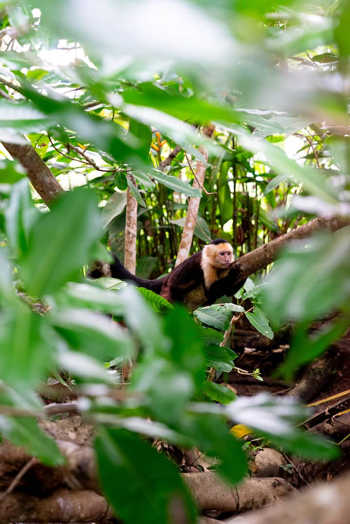 Обиколка с маймуни/диви животни и спокойни водопади