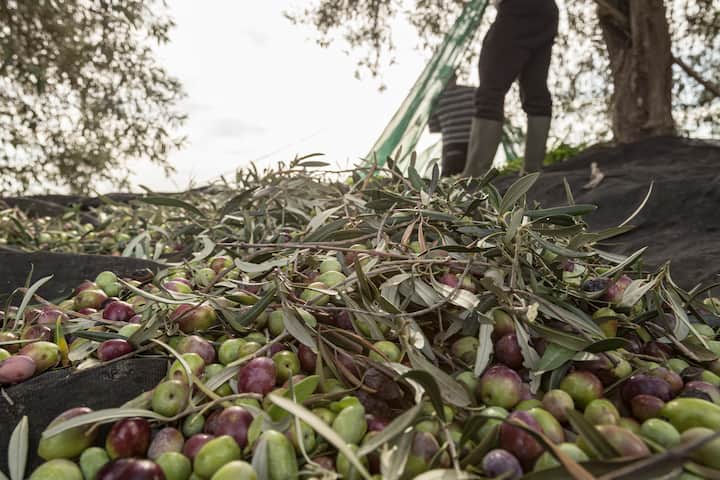 Бране на маслини с типичен сицилиански обяд