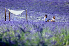 Terre Ugo Estate Tour – Lavender Field