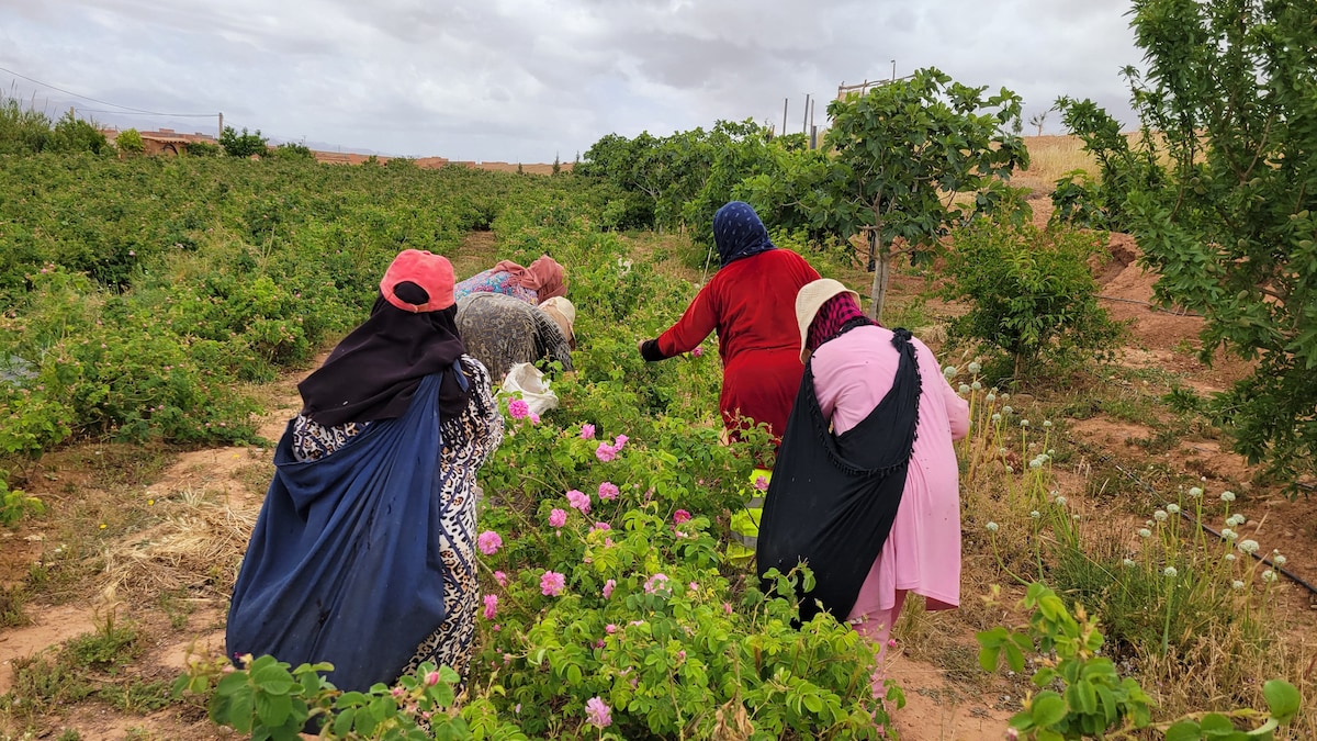 When the rose speaks in the heart of the Rose farm