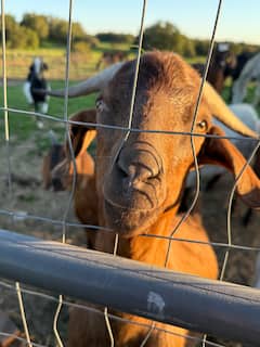 RRF’s Animal Sanctuary Snacks & Stroll