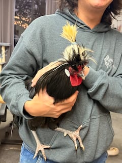 RRF’s Animal Sanctuary Snacks & Stroll