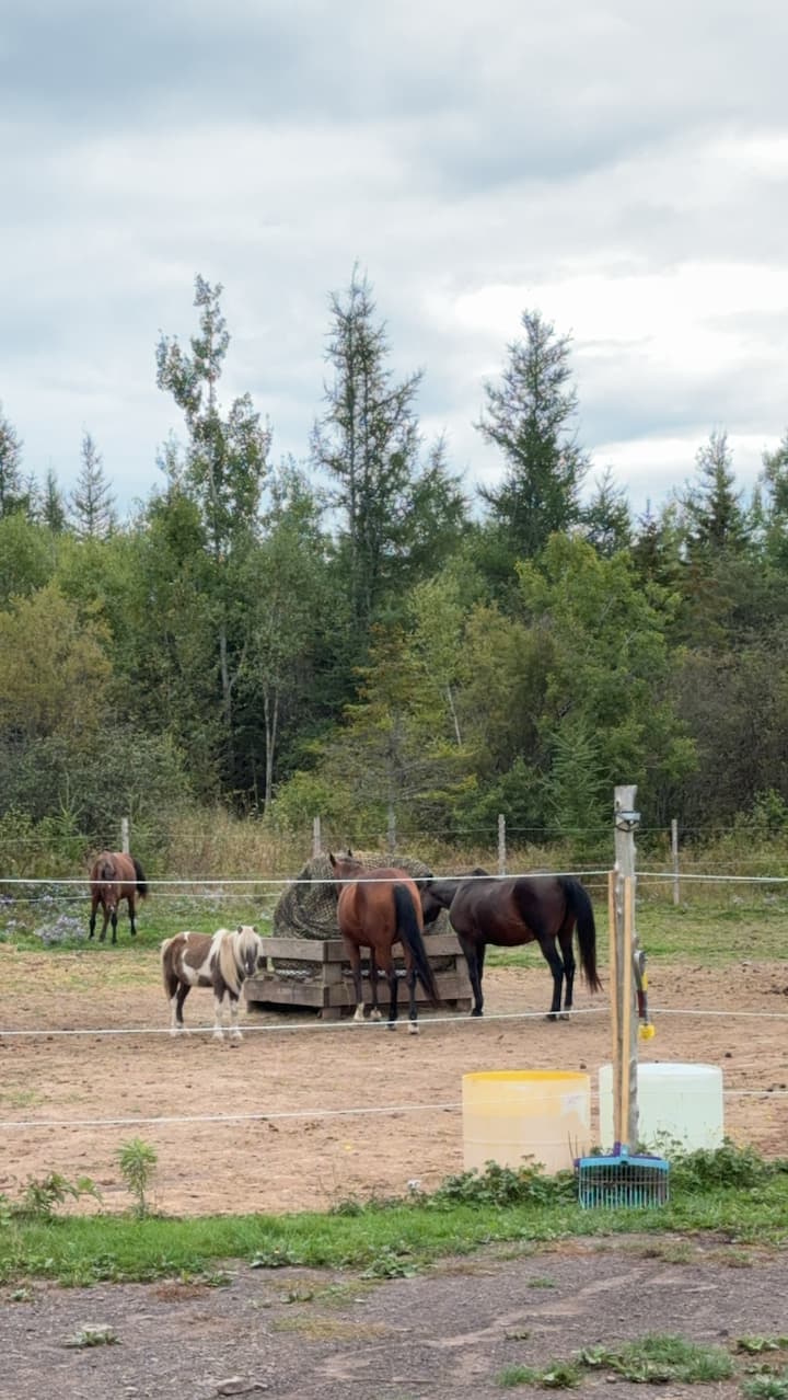 教练陪同的骑马互动