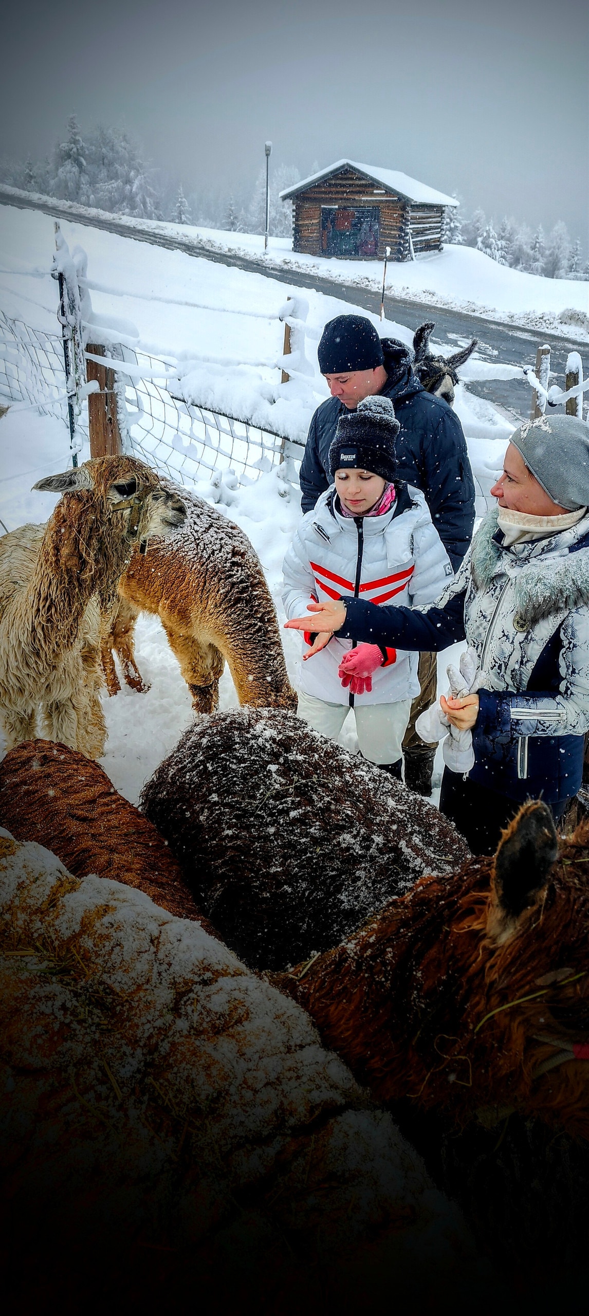 Alpaca hike  Serfaus-Fiss-Ladis